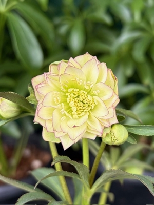 大木ナーサリーさんのクリスマスローズ | グリーンホビー