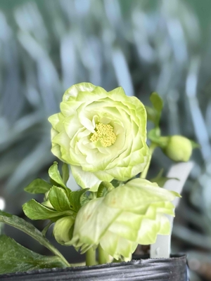 多弁系利休【So205】 