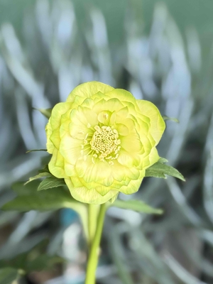 多弁系利休【So207】 