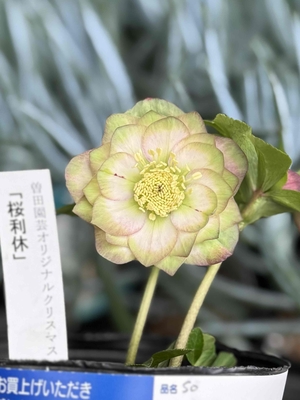  桜利休【So208】 