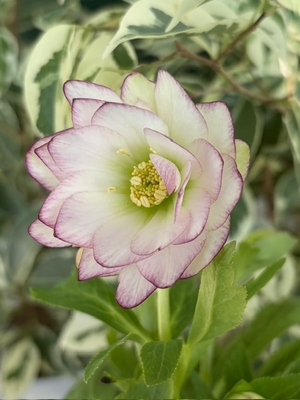 ムルチ系Hoppy【og132】