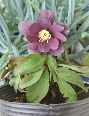 デュメ系グレーdd【og109】