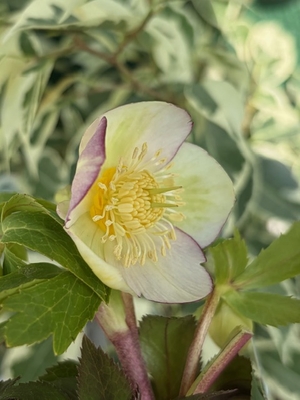 オキシ系フジタ【og133】