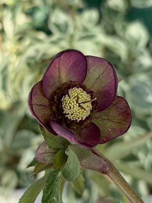 ヒデコートhyb　sd【og134】