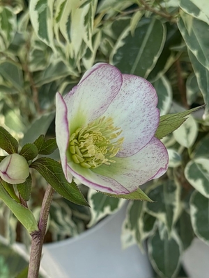 オキシhyb【og136】