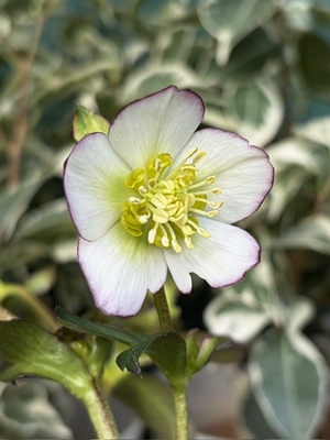 ムルチhyb【og141】