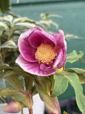 ソレイユsd【Hi165】