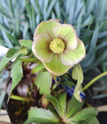 オキシ系hyb【og113】