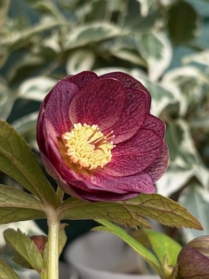 リバーシブルブラウンブラウン（ベイン）【Hi164】