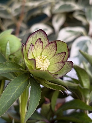 ムルチhyb【og160】