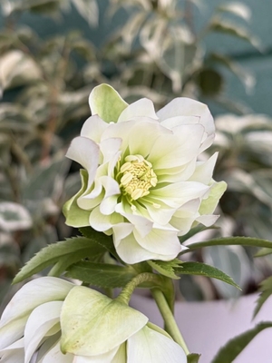 ヘルツェ系ヒデコートhyb【og155】