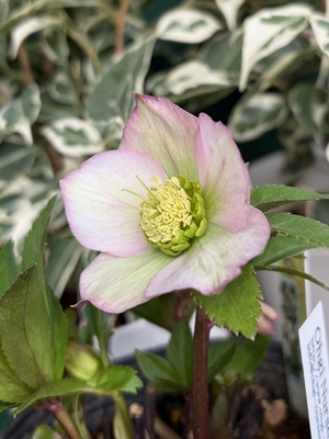 ヒデコートhyb【og143】