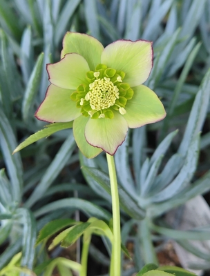 ヘルツェ系ヒデコートhybrid【og115】