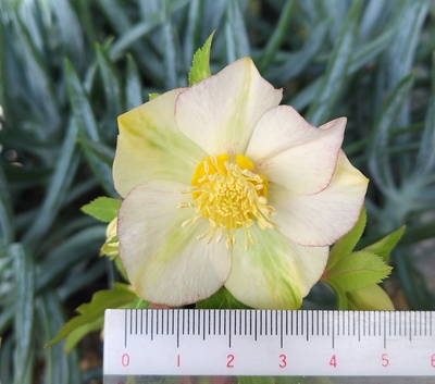 ヒデコート系hybridオーレア【og116】