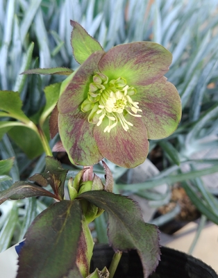 ●８時だよ）　渋ポーセリン【og135】