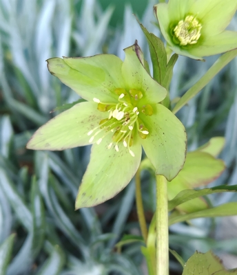 ●８時だよ）　ヘルツェ系ヒデコートhyb【og139】