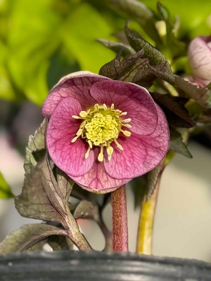 ●８時だよ）　ポーセリン（濃いめ）【og164】