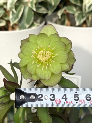 ●８時だよ）　リトルビーストシリーズ　ムルチフィダス系【Ta29】