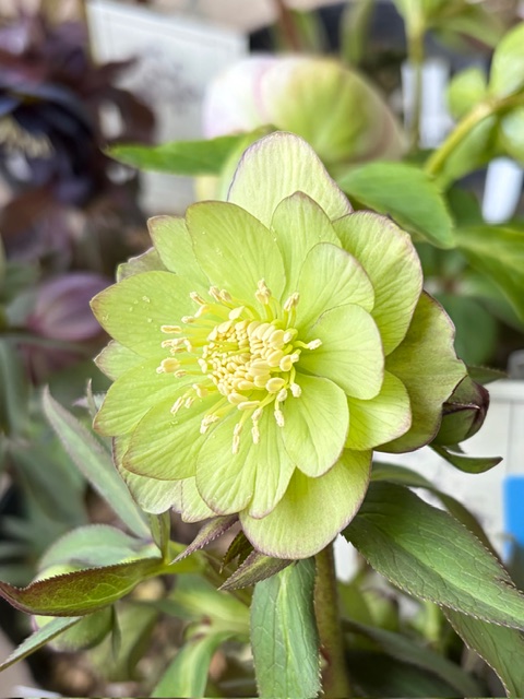 ○8時だよ） リトルビーストシリーズ ムルチフィダス系【Ta29