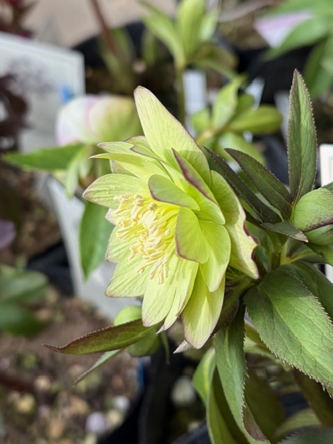 ○8時だよ） リトルビーストシリーズ ムルチフィダス系【Ta29