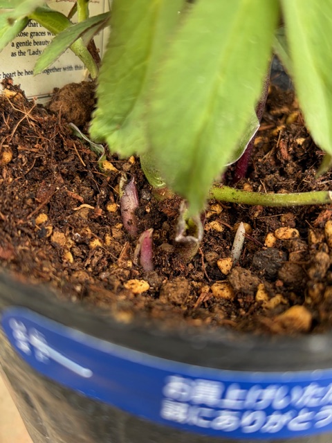 ○8時だよ） リトルビーストシリーズ ムルチフィダス系【Ta29