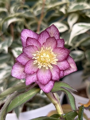 ●８時だよ）　プルプラムルチ【og146】