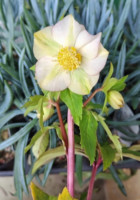 大木ナーサリーさんのクリスマスローズ | グリーンホビー