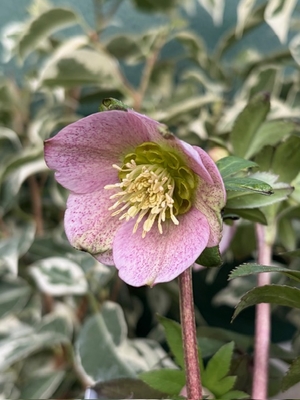 ●８だよ）ヒデコートhyb【Og147】