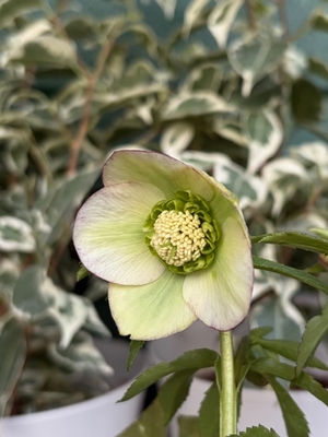 ●８時だよ）ヒデコートhyb【Og148】