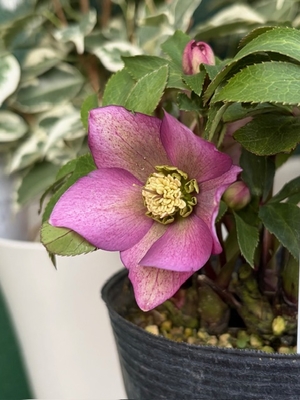 デコートhyb【Og149】