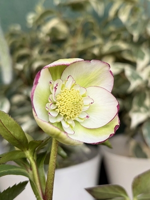 クリスマスローズ | グリーンホビー