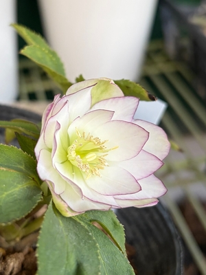 大木ナーサリーさんのクリスマスローズ | グリーンホビー