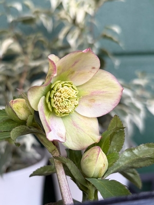 ●８時だよ）ヒデコートhyb【Og154】