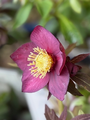 高橋育苗さんのクリスマスローズ | グリーンホビー