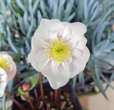 ●８時だよ）　樋口さんのピンクニゲル【Pi17】