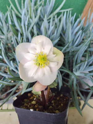 ●８時だよ）樋口さんのピンクニゲルsd【Pi18】