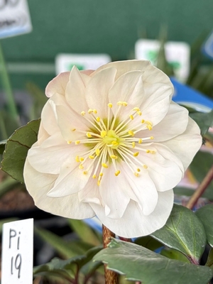 樋口さんのピンクニゲル【Pi19】