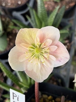 　樋口さんのピンクニゲルsd【Pi20】