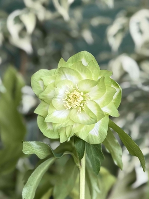 ●８時だよ）利休A【So213】 