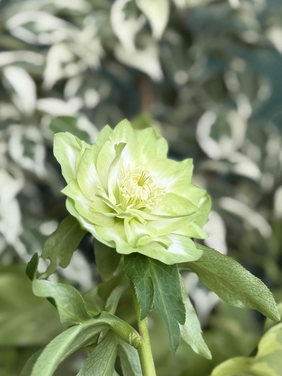 ○8時だよ）利休A【So213】 | グリーンホビー