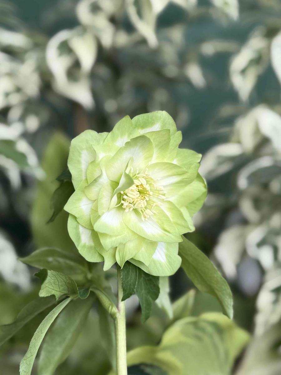 ○8時だよ）利休A【So213】 | グリーンホビー