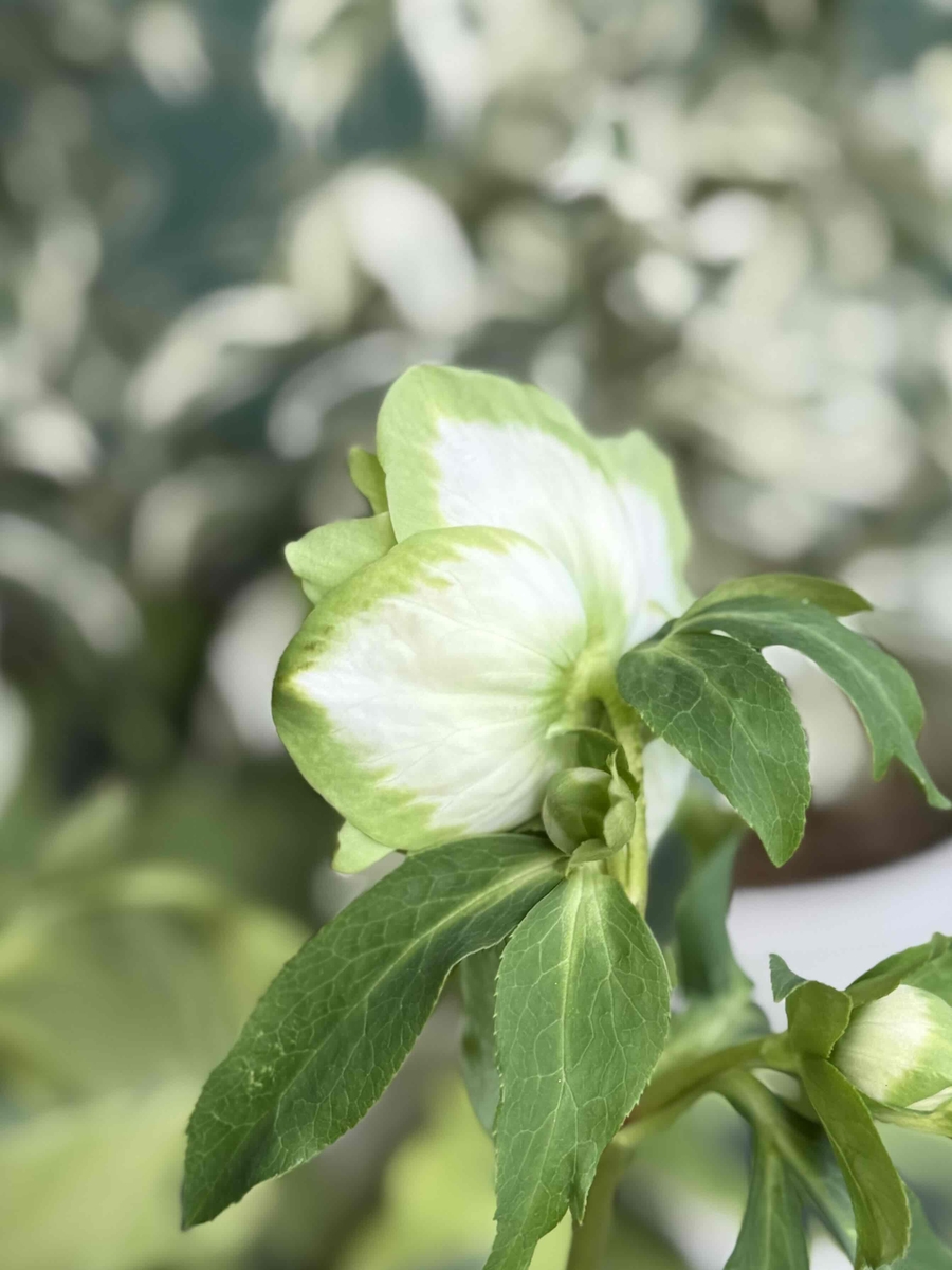 ○8時だよ）利休A【So213】 | グリーンホビー