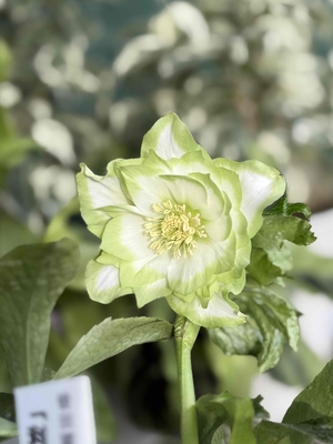 曽田園芸さんのクリスマスローズ | グリーンホビー