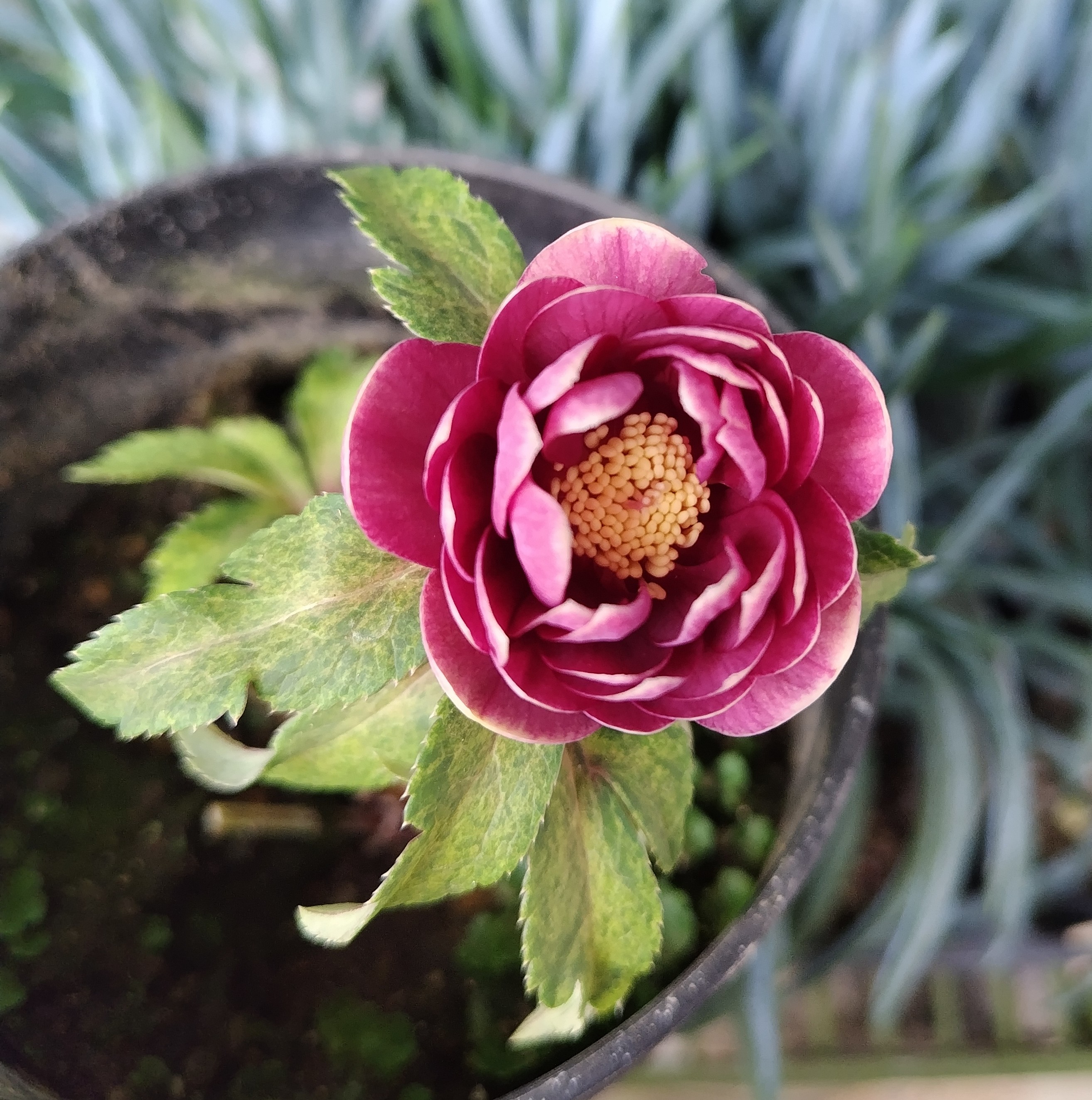 ○8時だよ）サンシャイベタレッドグラデーション系オーレアdd【Hi170