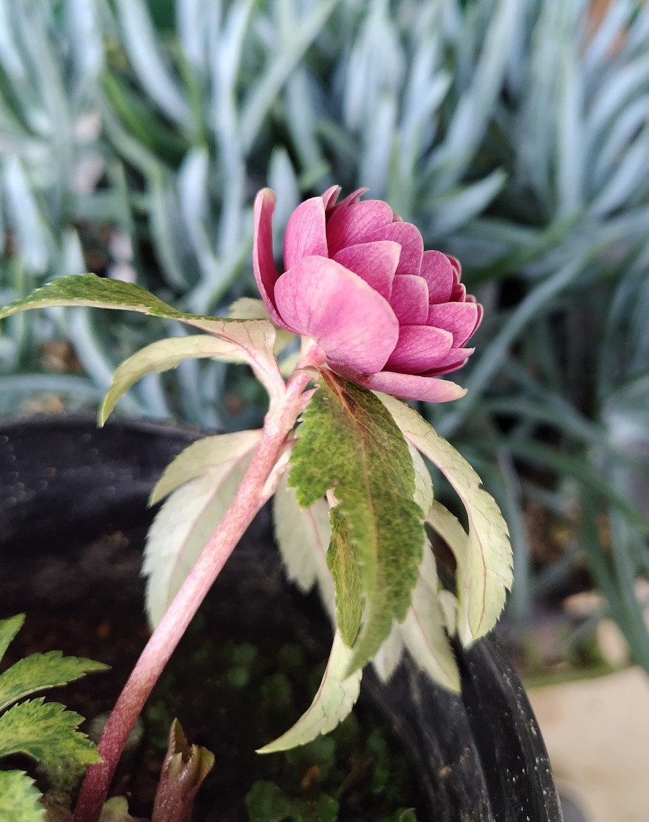 ○8時だよ）サンシャイベタレッドグラデーション系オーレアdd【Hi170