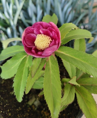 広瀬園芸さんのクリスマスローズ | グリーンホビー