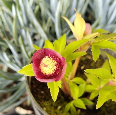 ●８時だよ）小輪系ボリューム有る蕊の短い５弁のsd【Hi172】