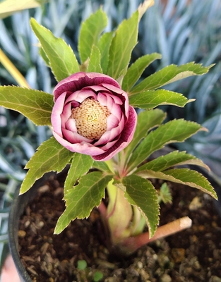 広瀬園芸さんのクリスマスローズ | グリーンホビー