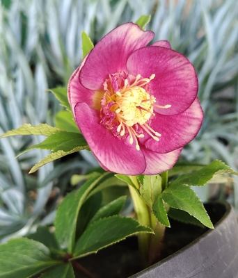 広瀬園芸さんのクリスマスローズ | グリーンホビー