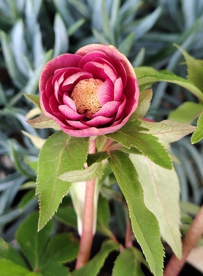 広瀬園芸さんのクリスマスローズ | グリーンホビー